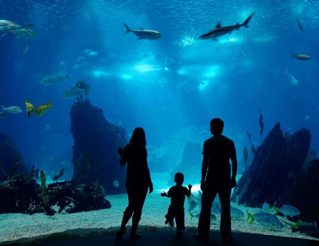 VANCOUVER-AQUARIUM-TO-REOPEN-THIS-FRIDAY-AFTER-A-3-MONTH-BREAK